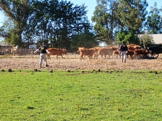 Recuperación Animales Robados