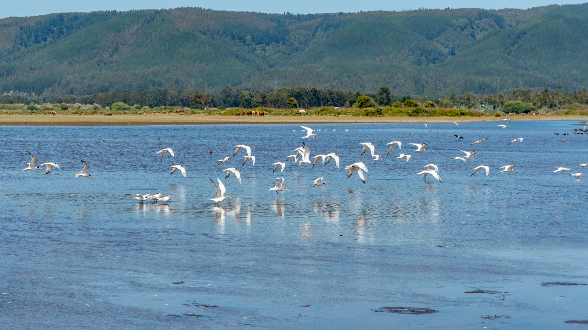 fotos comunicado aves-4