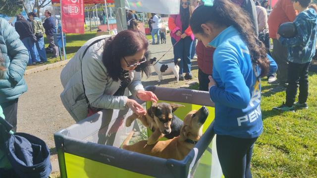 hillanejos-Adoptan-Mascotas-en-Quilamapu-1