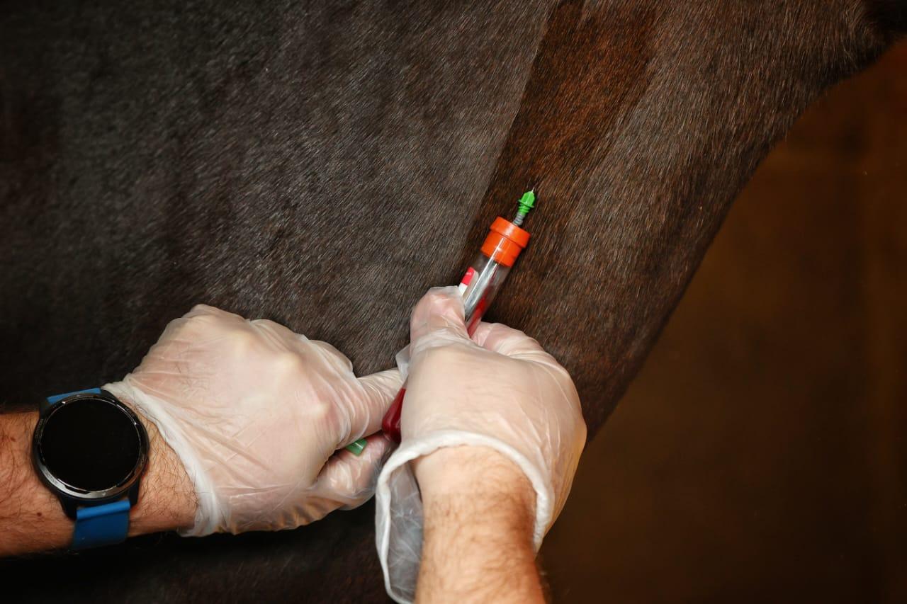 SAG-ANEMIA