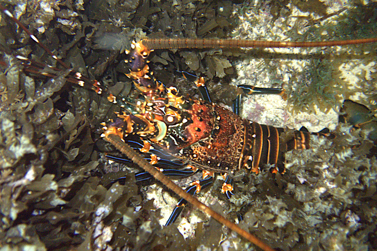 Langosta_Adrien Cartat
