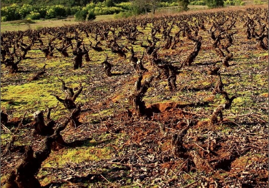 Valle-del-Itata-2-1068x750