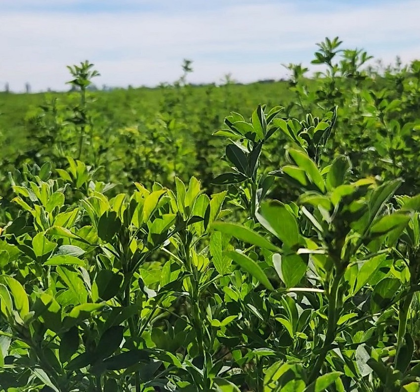 Alfalfa 1